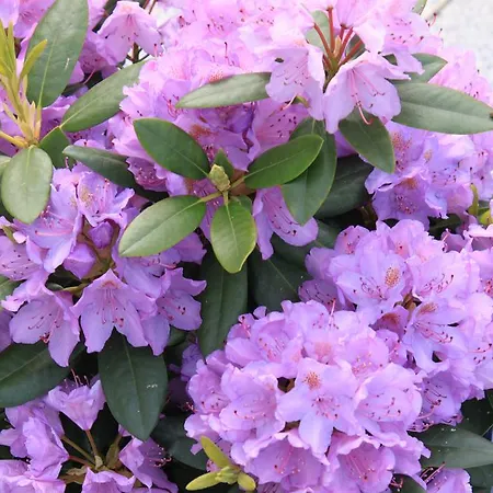 Ξενοδοχείο Garni Eden